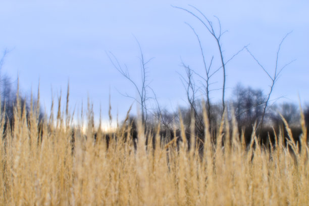 秋天的风景从干枯的茎和高大的草和树枝的背景。用软镜头拍摄了浅景深的野外照片。模糊的图片下载