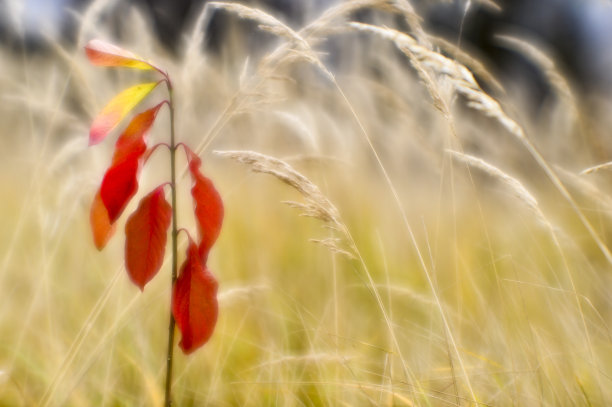 秋天干燥高草背景上的红色小卫矛。用软镜头拍摄了浅景深的野外照片。模糊图片下载