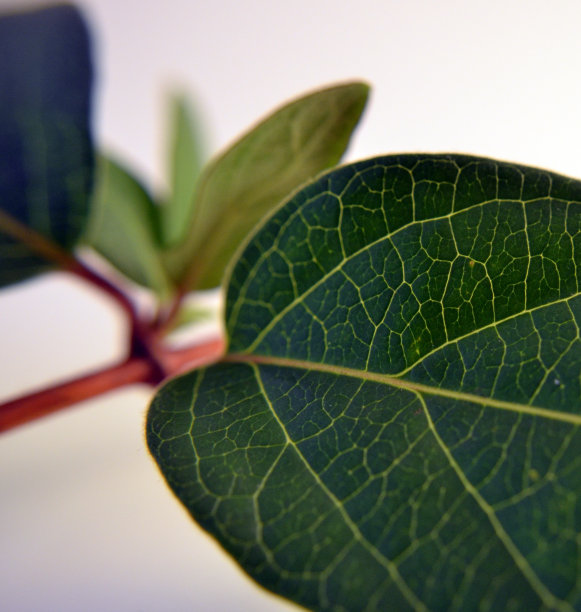 金银花叶子的特写。图片下载