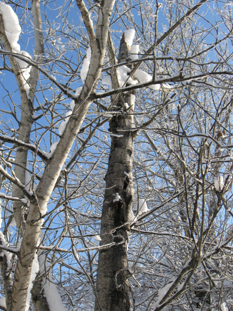 休眠的树木图片下载