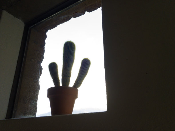 窗口和仙人掌图片下载