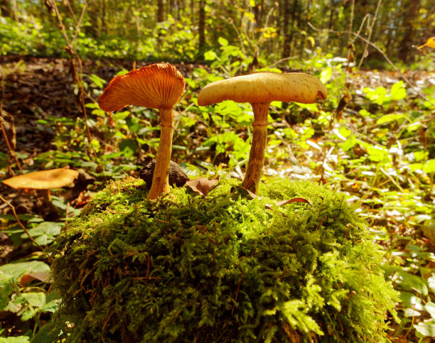 皮尔泽图片下载