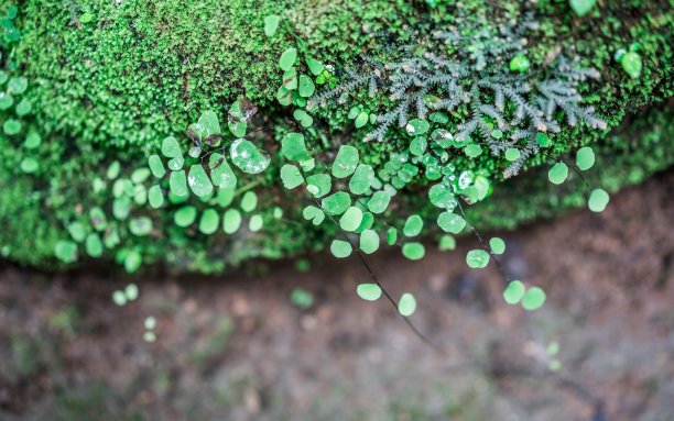 自然的照片素材图片