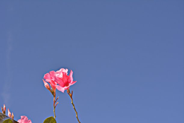 爬花mandevilla图片下载