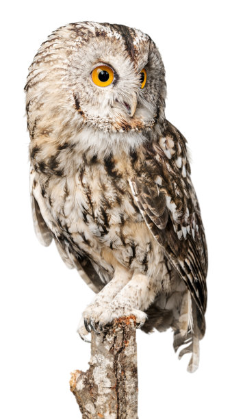 的动物。图片下载