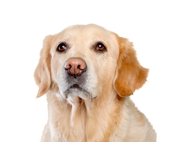 的动物。图片下载