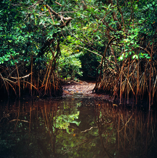 丛林在加蓬图片下载