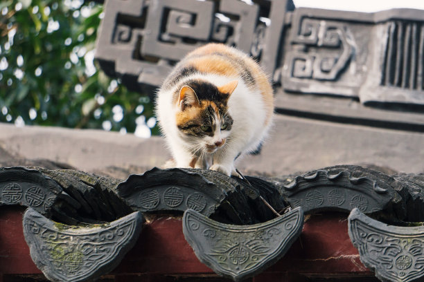《屋顶上的小猫图片下载