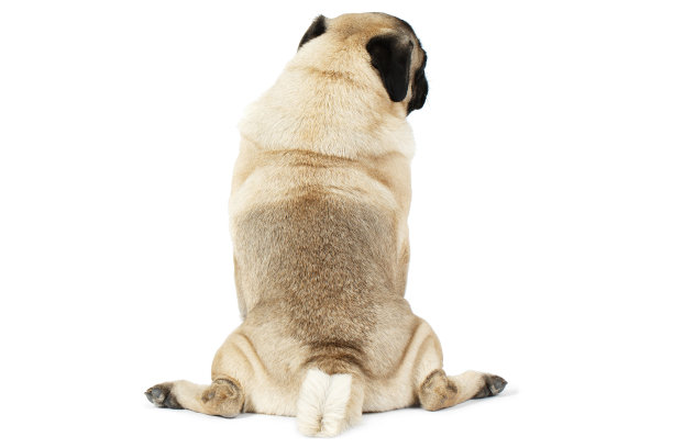 一只小狗坐在后面的照片。孤立在白色背景上。图片下载