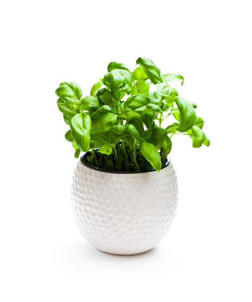在盆中孤立的罗勒香草在白色背景上素材图片