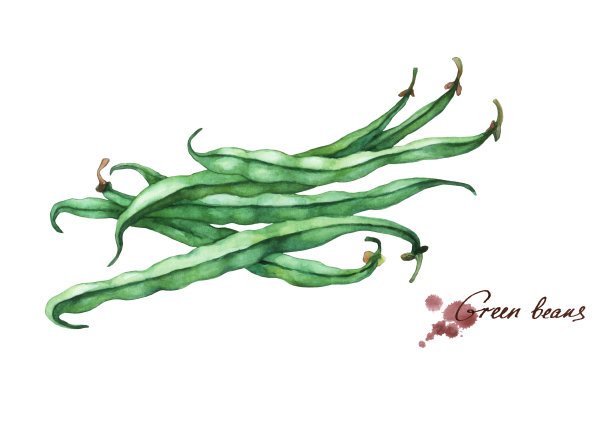 绿色的法国豆。白色背景上手绘水彩画素材图片