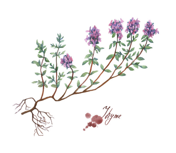 百里香。手绘水彩画在白色的背景。图片下载