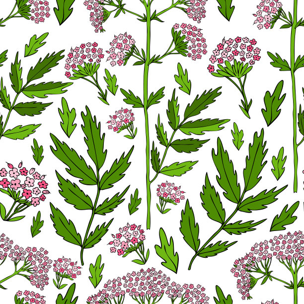 无缝花卉图案，缬草手绘彩色矢量图图片下载