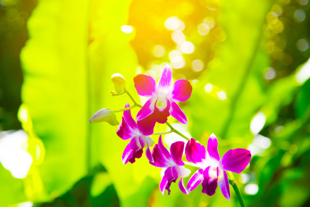 美丽的兰花和绿叶在花园里作背景图片下载