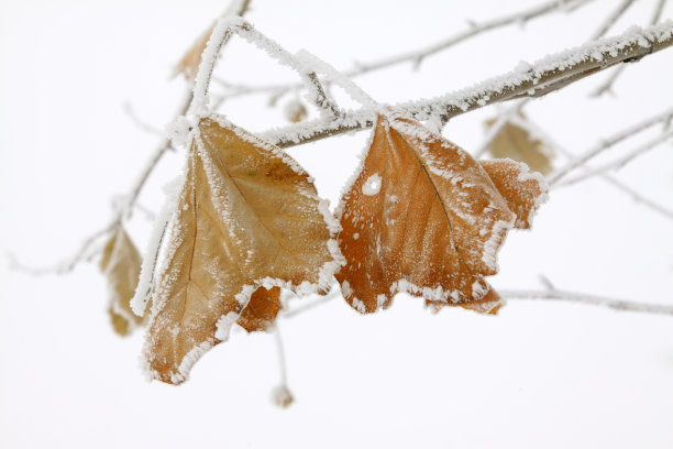 平枝在霜雪中，特写照片图片下载