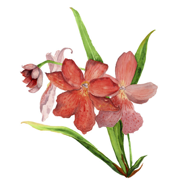 水彩画兰花枝图片下载