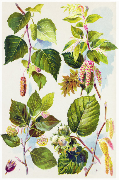 草药及药用植物图片下载