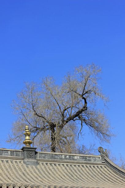 一座寺庙里的山脊和枯树，特写照片图片下载