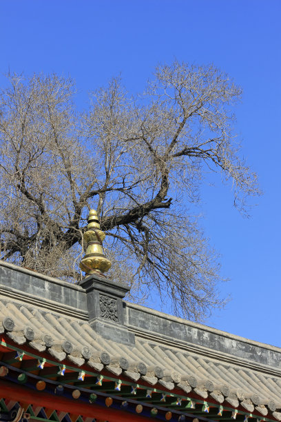 一座寺庙里的山脊和枯树，特写照片图片下载