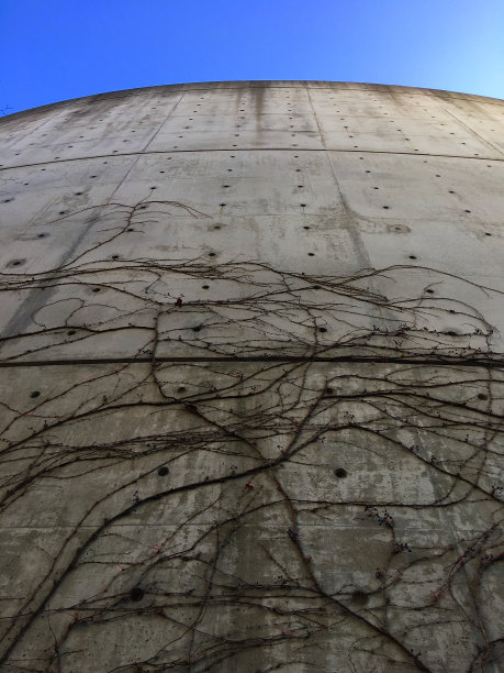 树叶在Seoul_2的建筑上图片下载