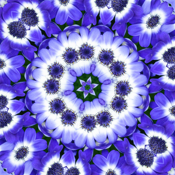 紫雏菊曼荼罗图片下载