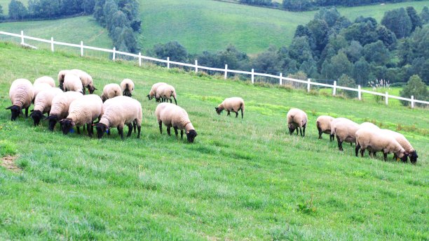 可爱的羊图片下载
