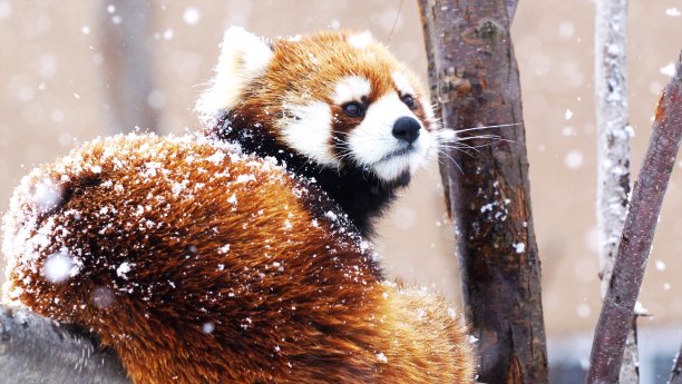 红熊猫图片下载