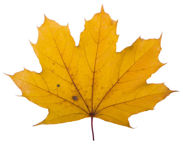 白色背景上的黄色枫叶是最常用的太阳符号图片下载