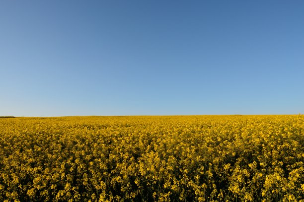 油菜开花图片下载
