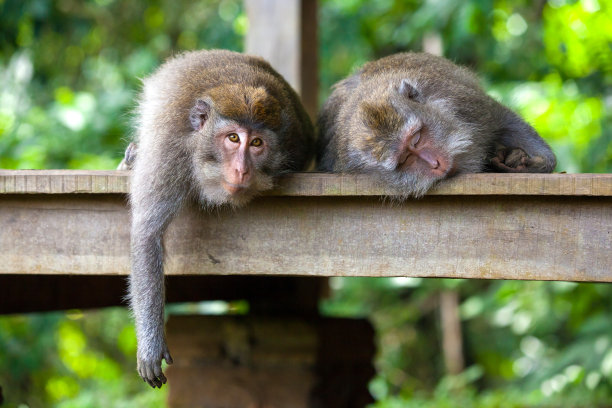 可爱的猴子生活在乌布猴子森林，巴厘岛，印度尼西亚。素材图片
