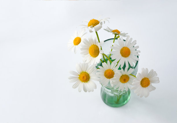 在白色背景的玻璃花瓶里的一束洋甘菊花图片下载