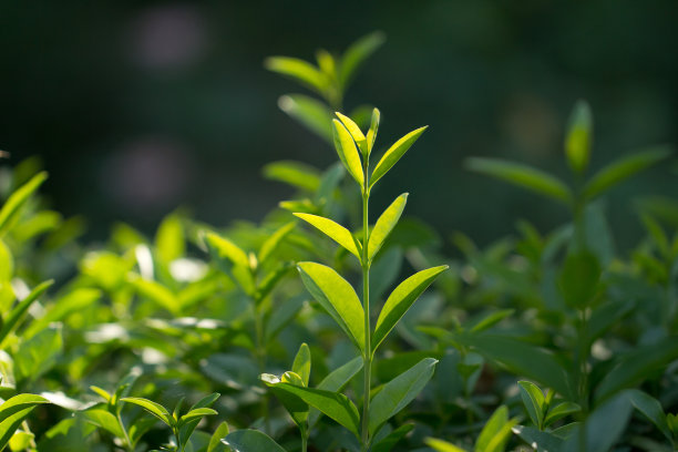 绿叶墙背景图片下载