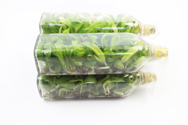 组织培养过程中的兰科植物。图片下载