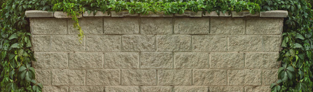 灰色的砖墙上覆盖着野葡萄的绿叶图片下载