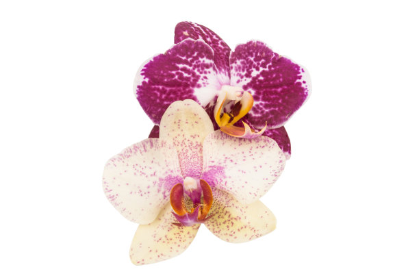 兰花花朵孤立图片下载