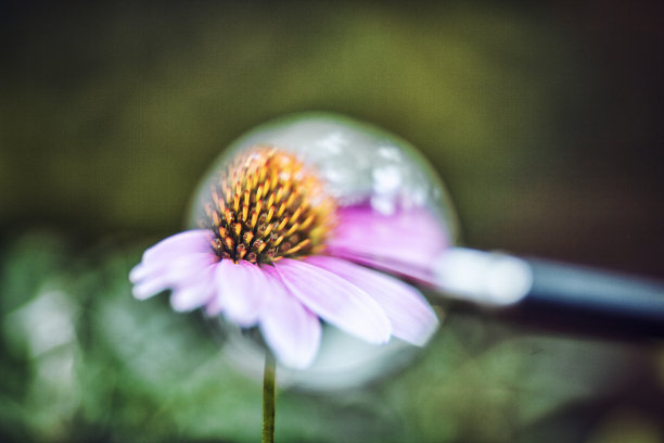 在绿色植被的背景上的放大镜图片下载