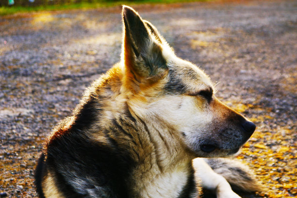 德国牧羊犬dogposing图片下载