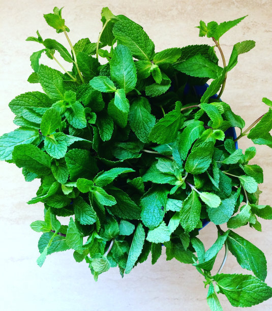 薄荷图片下载