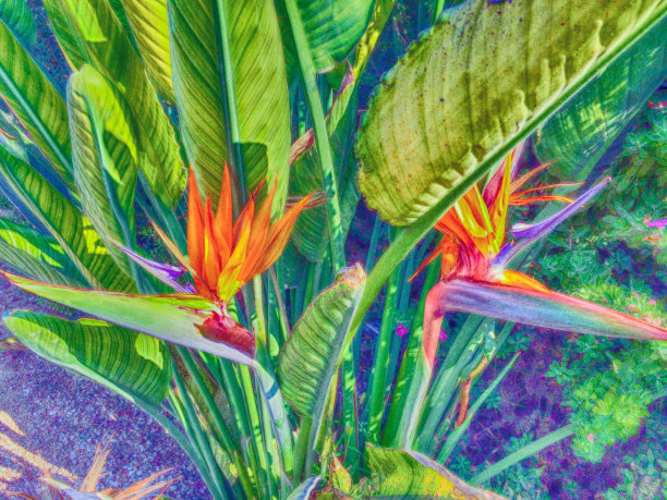 鹤望兰花图片下载