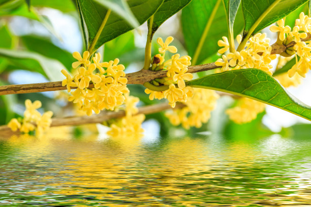 盛开的桂花和水的倒影特写素材图片