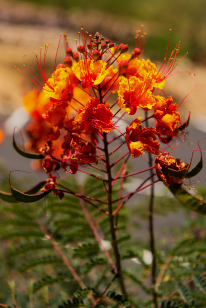 墨西哥极乐鸟图片下载