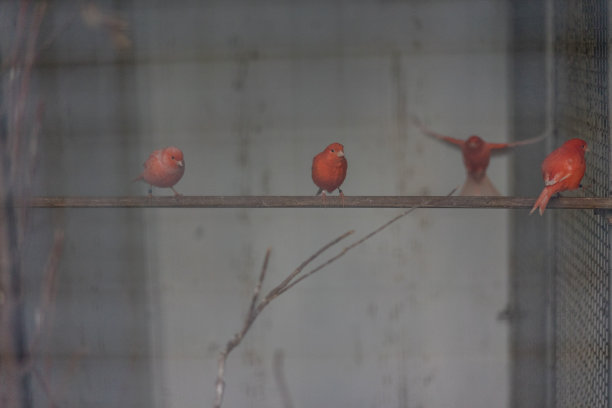 隔着栅栏看到笼子里的许多红色虎皮鹦鹉图片下载
