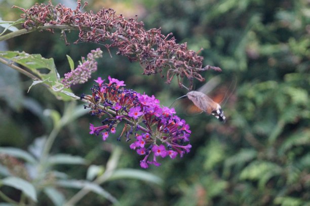 陶本施文琴图片下载