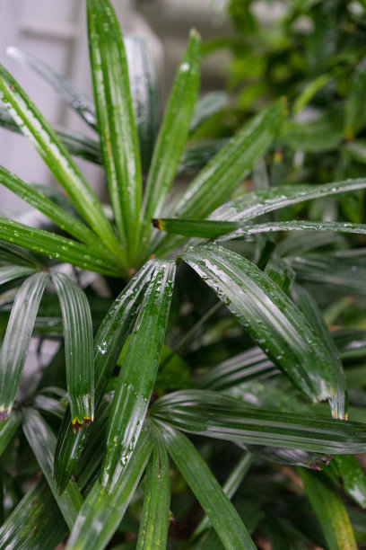 槟榔科植物，产于东南亚图片下载