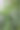 槟榔科植物，产于东南亚图片下载