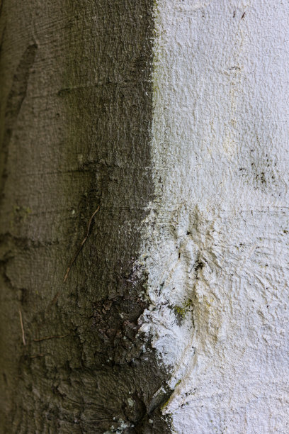 山毛榉的树干图片下载