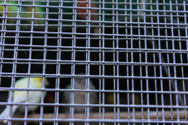 栅栏后面的笼子里的虎皮鹦鹉颜色不同图片下载