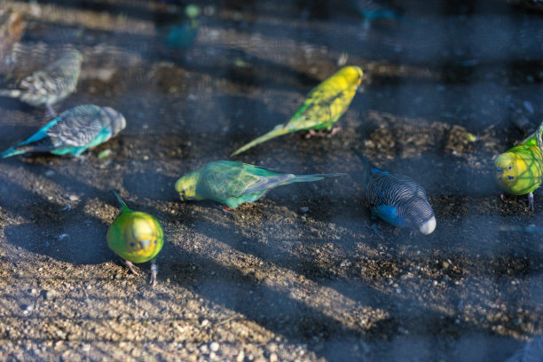 栅栏后面的笼子里的虎皮鹦鹉颜色不同图片下载