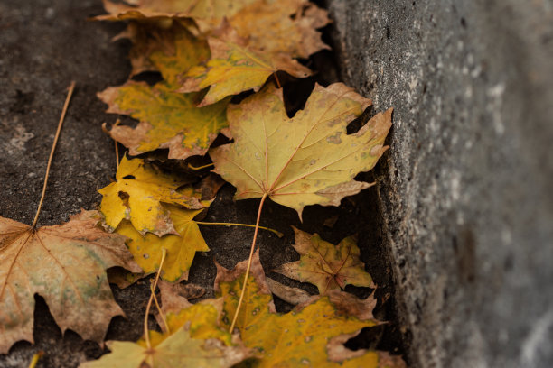 城市街道路边的秋叶图片下载