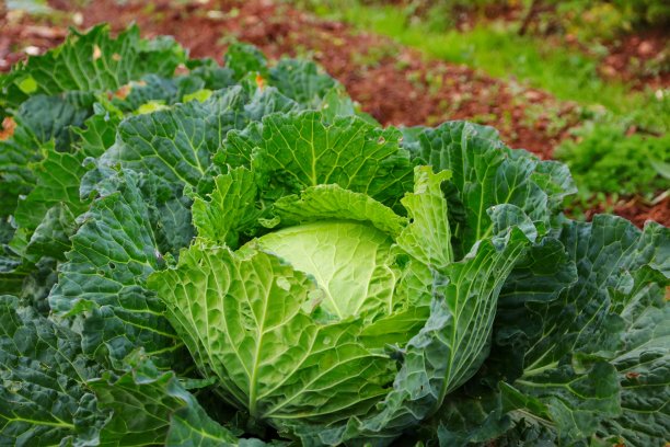 有机白菜图片下载